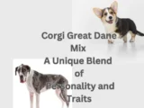 Corgi Great Dane Mix A Unique Blend of Personality and Traits