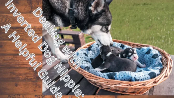 Inverted Dog Nipple: A Practical Guide for Care