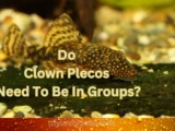 Do Clown Plecos Need To Be In Groups?