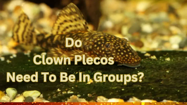 Do Clown Plecos Need To Be In Groups? (A Detailed Guide)