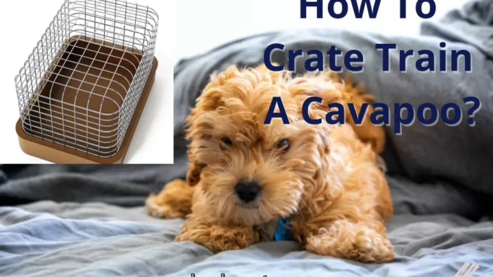 How To Crate Train A Cavapoo: A Step-By-Step Guide