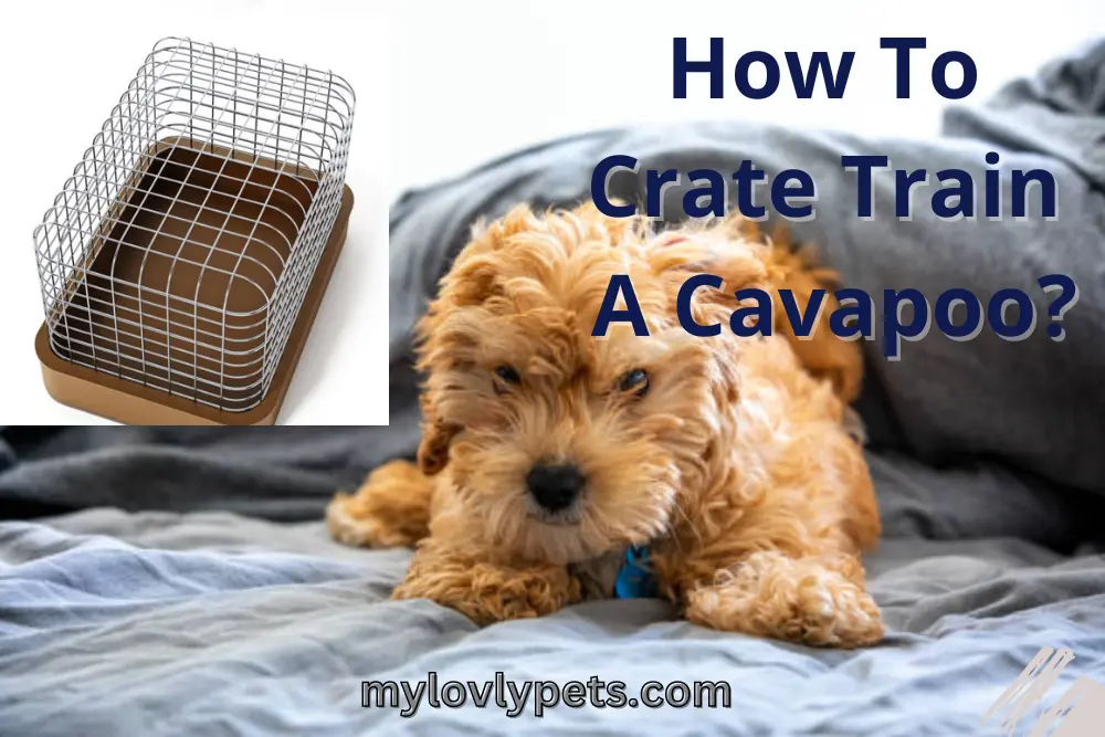 Cavapoo crate hotsell