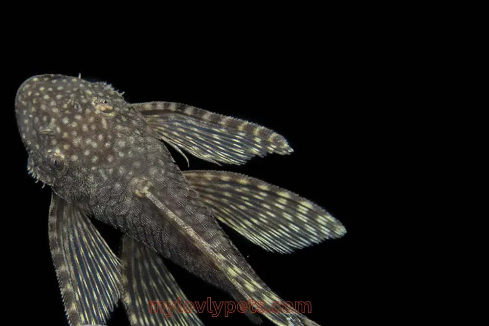 Longfin Bristlenose plecos are captivating to watch in an aquarium due to their fan-like fins. 
