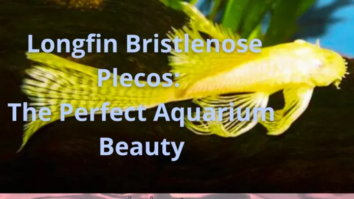 Longfin Bristlenose Plecos: The Perfect Aquarium Beauty