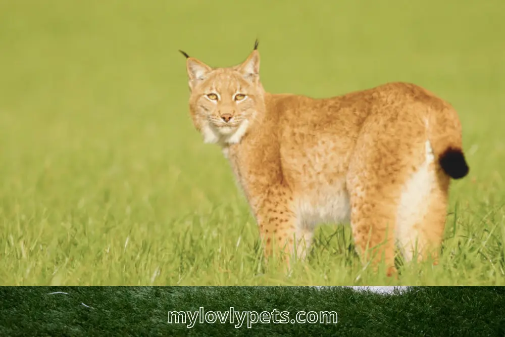 magnificent Highlander Lynx cat, known for its huge nose! 