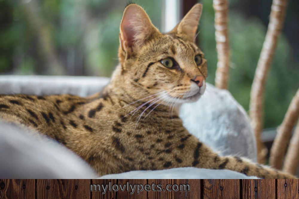 Meet the adorable Savannah cat with a big, cute nose! 