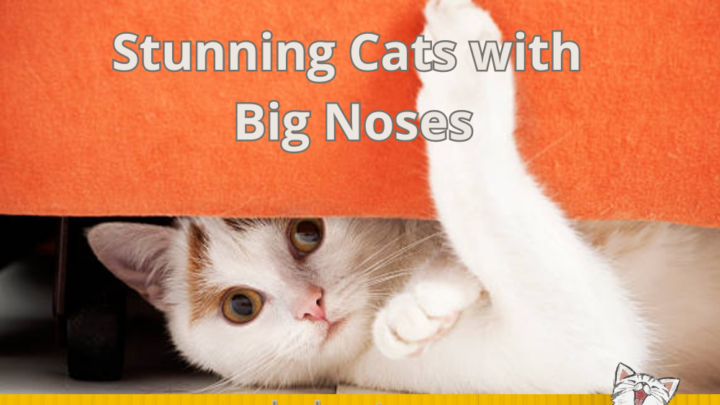 13 Stunning Cats With Big Noses (with pictures)