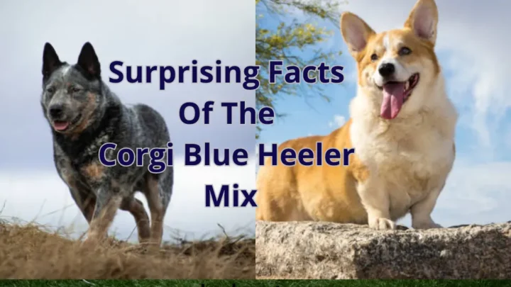 Corgi Blue Heeler Mix: Discover The Surprising Facts