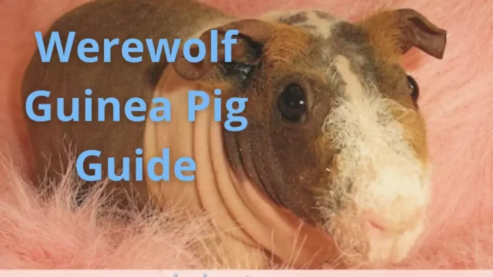 Werewolf Guinea Pig: The Ultimate Breed And Care Guide