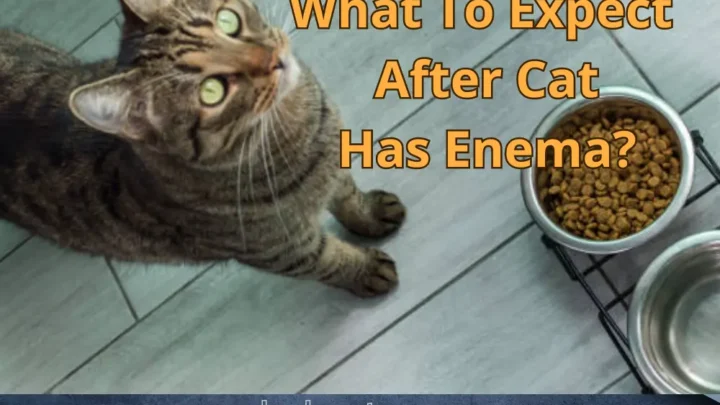 What To Expect After Cat Has Enema? (Potential Side Effects)