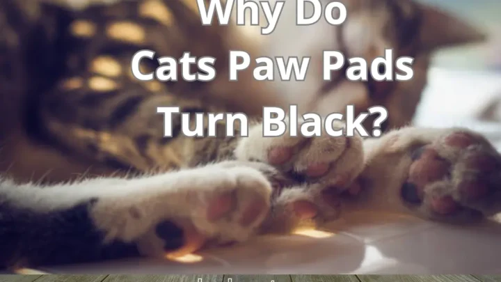 Why Do Cats Paw Pads Turn Black?