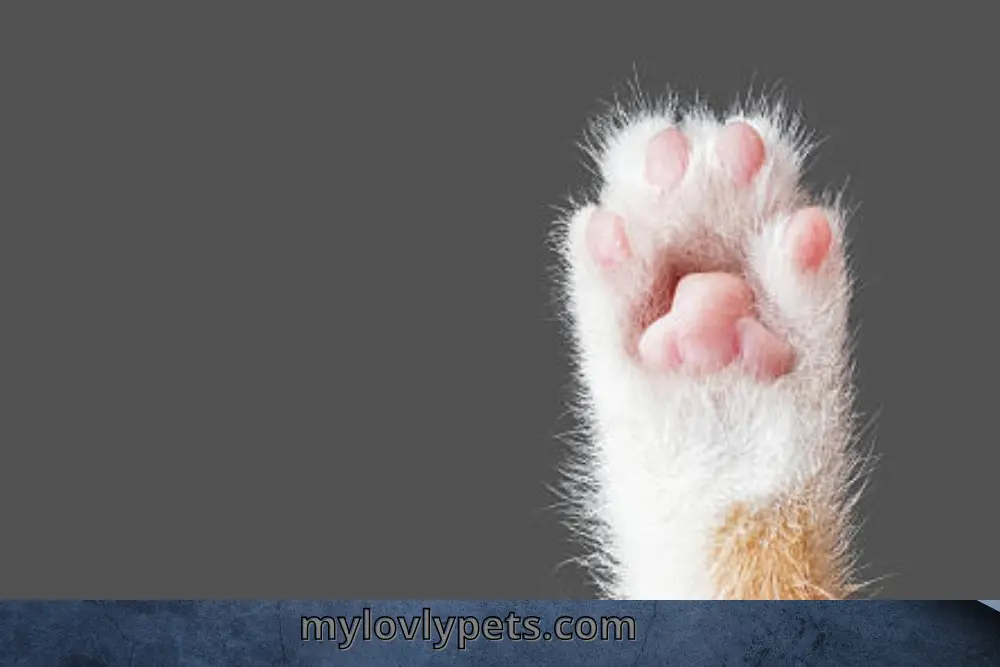 Why Do Cats Have Paw Pads? Why Are My Cats Paw Pads Black? 
