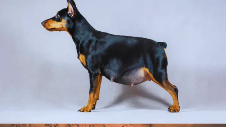 Why Are My Male Dog’s Nipples Turning Black? (Full Vet-Backed Breakdown)