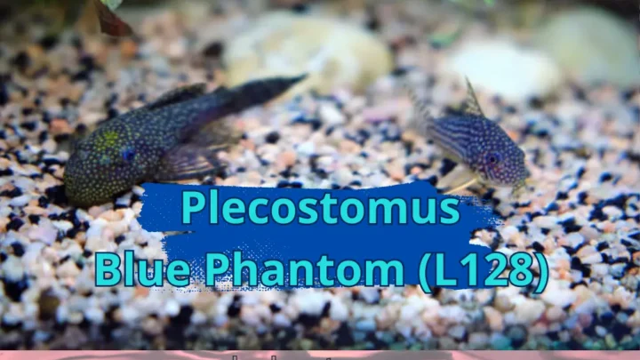 The Ultimate Plecostomus Blue Phantom (l128) Care Guide