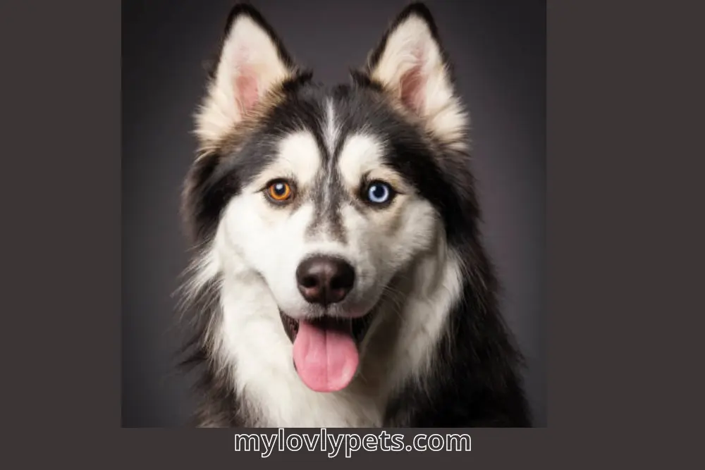 Wall eyes dog, heterochromia in dogs