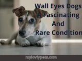 wall eyes dog/ what causes wall eye in dogs?