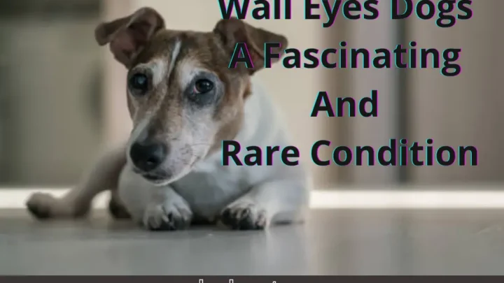 Wall Eyes Dog: A Fascinating and Rare Condition