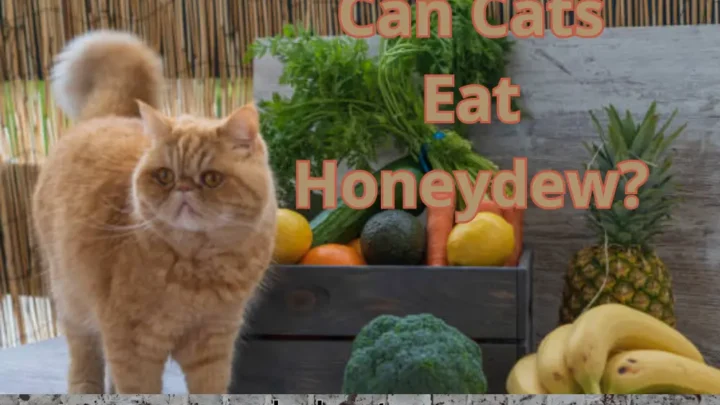 Can Cats Eat Honeydew? Exploring the Safety and Benefits