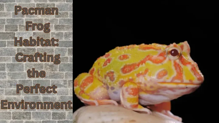 Pacman Frog Habitat: Crafting the Perfect Environment