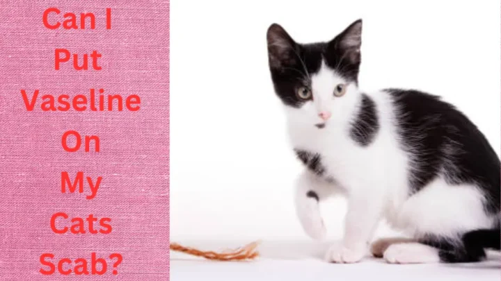 Can I Put Vaseline On My Cats Scab?