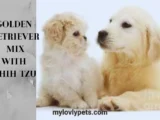 Golden Retriever Mix With Shih Tzu: A Unique Designer Dog Breed