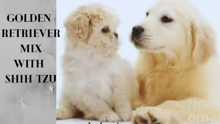 Golden Retriever Mix With Shih Tzu: A Unique Designer Dog Breed