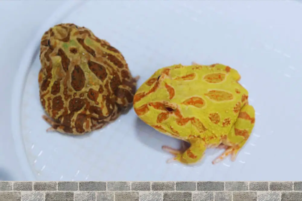 Pacman Frog Habitat
