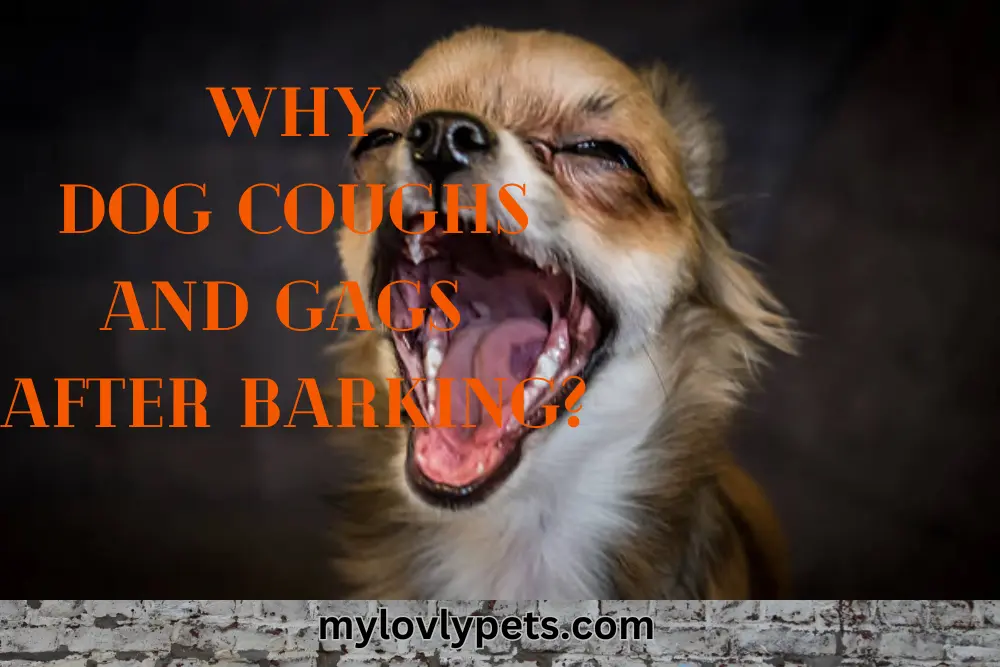 why-dog-coughs-and-gags-after-barking