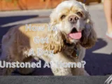 How to get a dog unstoned at home?