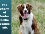 Unlocking the Charm of Border Collie Spaniel Mix: A Comprehensive Guide