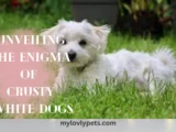Unveiling the Enigma of Crusty White Dogs: Breeds, Memes, and Care