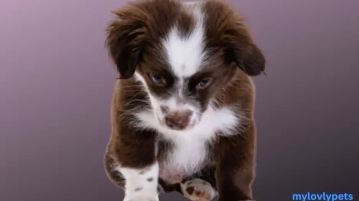 8 Week Old Puppy Dragging Bum After Pooping
