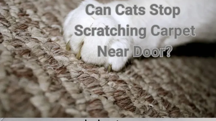 How To Stop Cats Scratching Carpet Near Door?