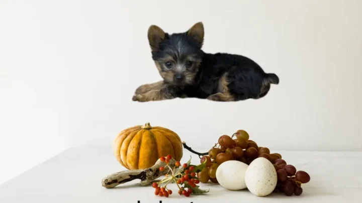 Find The Best 20 Human Foods For Yorkies