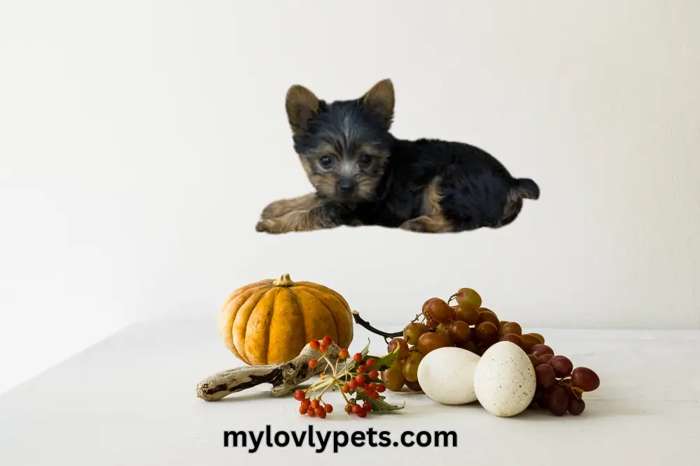 Find The Best 20 Human Foods For Yorkies