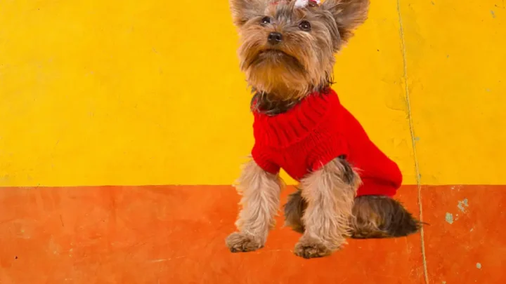 How Much Food Should A Yorkie Puppy Eat Per Day?