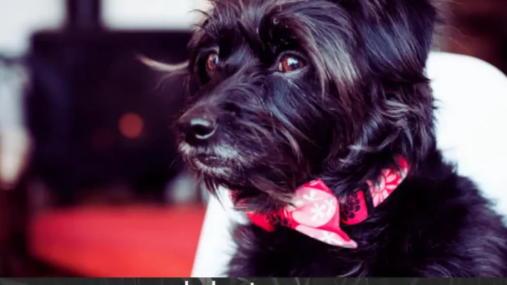 Snickerdoodle Dogs: The Adorable Schnoodle Breed Explained