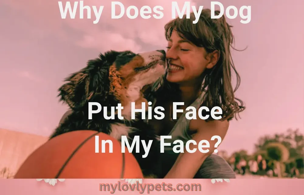 Why Does My Dog Put His Face In My Face? [Reasons & Solutions]