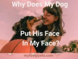 Why Does My Dog Put His Face In My Face?