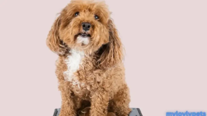 Bichapoo: The Adorable Breed with a Unique Blend