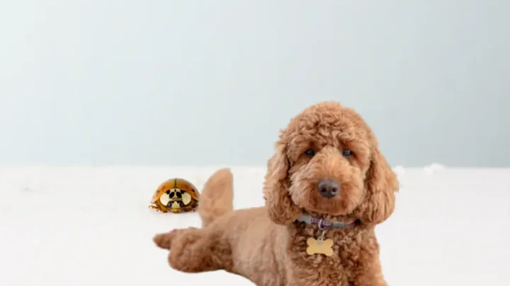 Grown Cockapoo: What Does Look Like?