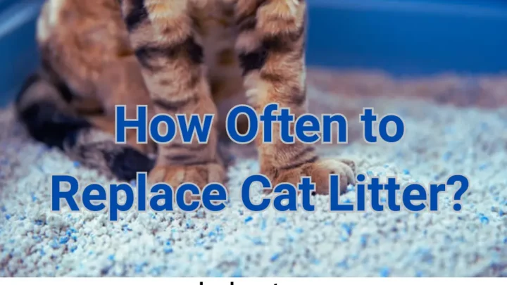 How Often Should You Replace Your Litter Box?