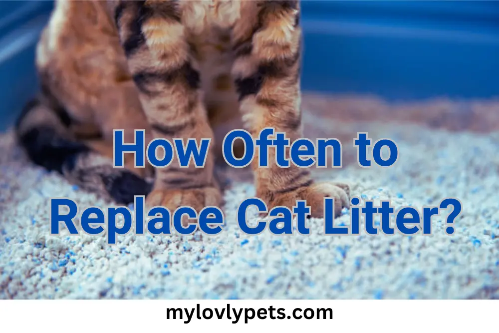 How Often Should You Replace Your Litter Box?