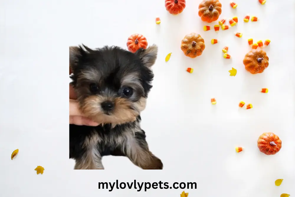 Breeding Teacup Yorkies, or extremely small dogs of any breed, comes with various challenges