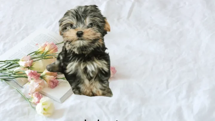 Teacup Yorkies – A Guide From Size To Health And Adoption