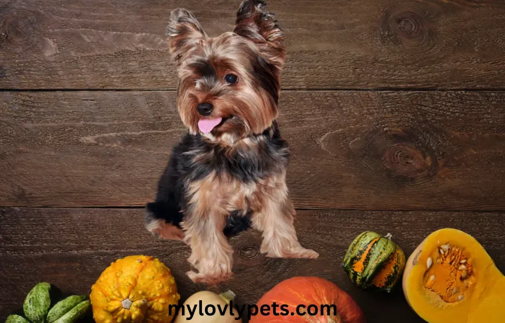 What Do Teacup Yorkies Need? Social and Emotional What Do Teacup Yorkies Need? Social and Emotional