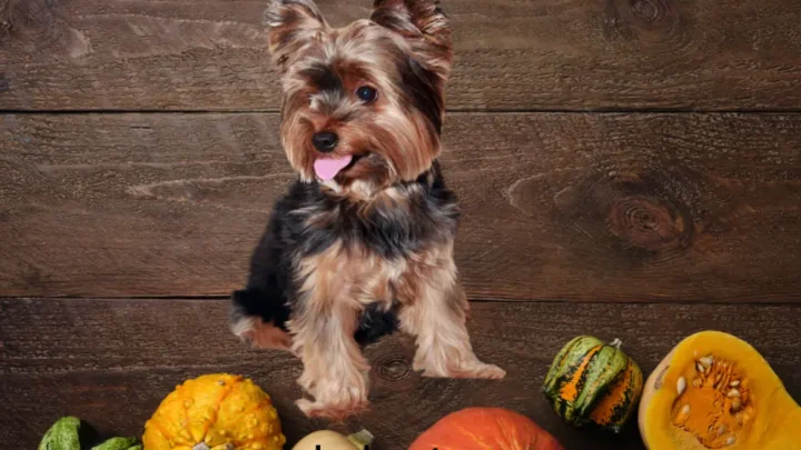 What Do Teacup Yorkies Need? Social and Emotional
