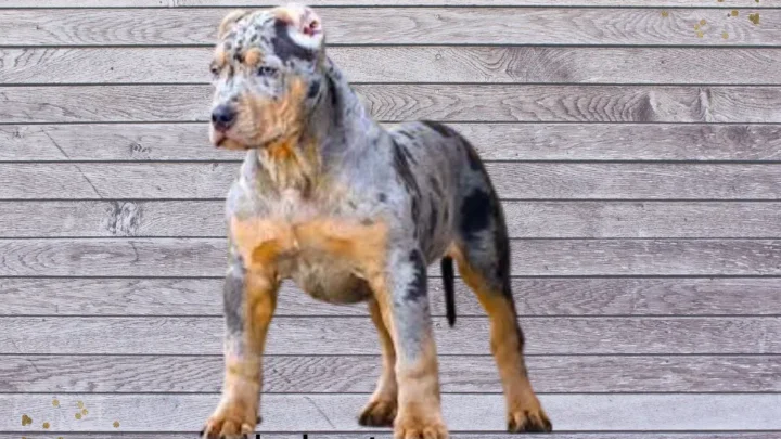 Merle American Bully: A Stunning Coat Pattern Like No Other!