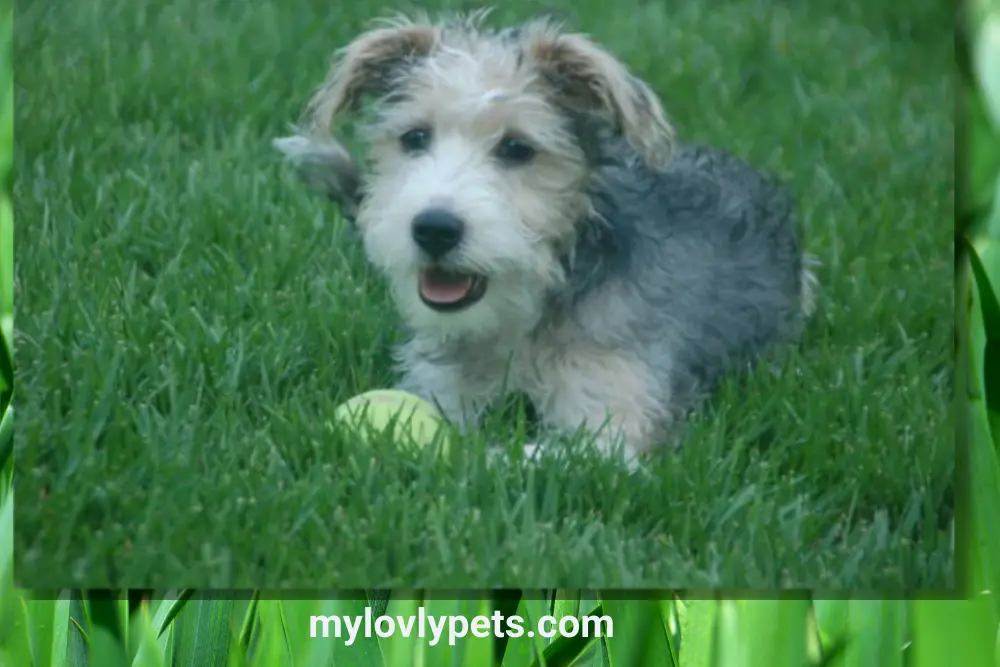 Snickerdoodle Dogs: The Adorable Schnoodle Breed 