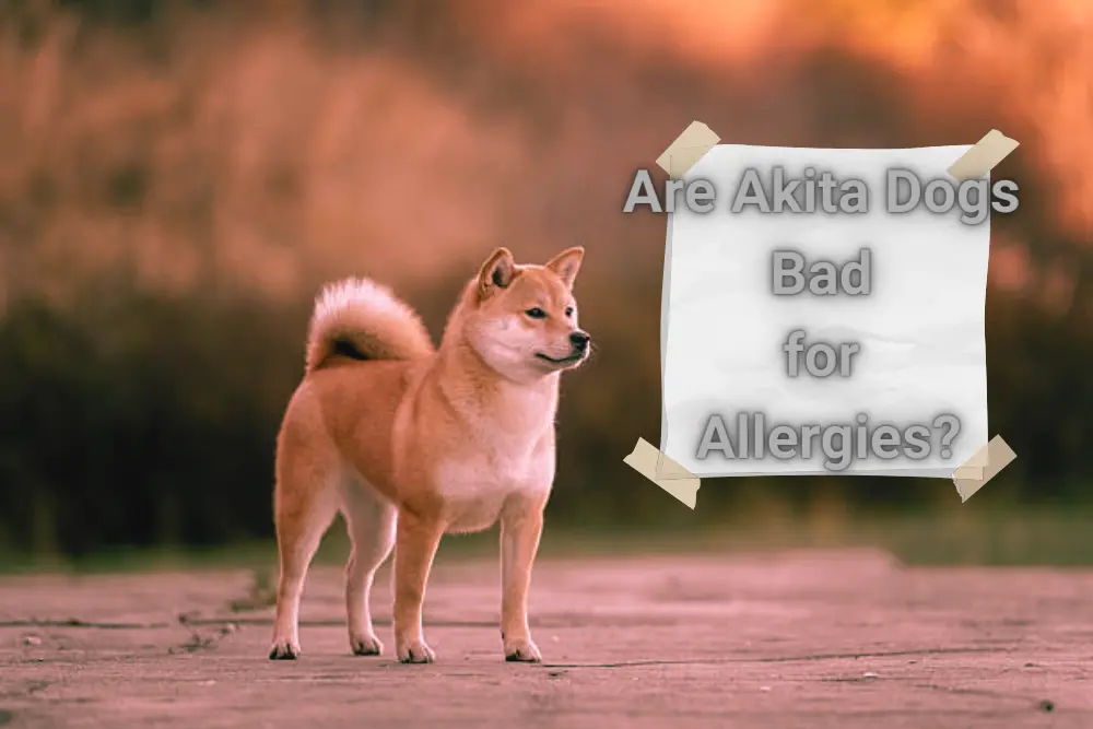 Are Akita Dogs Bad for Allergies?
